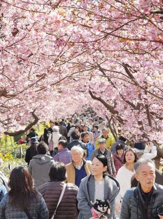 Mỗi tháng 2 Kawazu lại thu hút hàng triệu lượt khách tham quan, ngắm hoa anh đào nở.