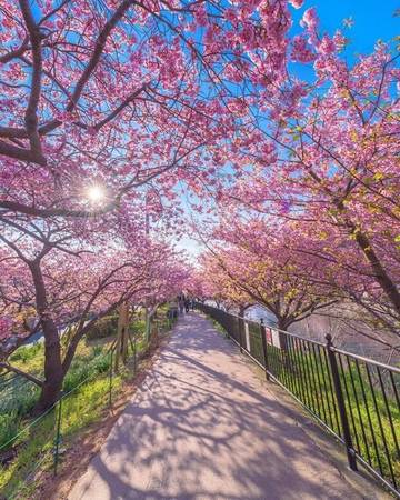 Loài hoa anh đào trong tiếng Nhật gọi là sakura, biểu tượng của đất nước mặt trời mọc và thường nở từ cuối tháng 3 hoặc đầu tháng 4.