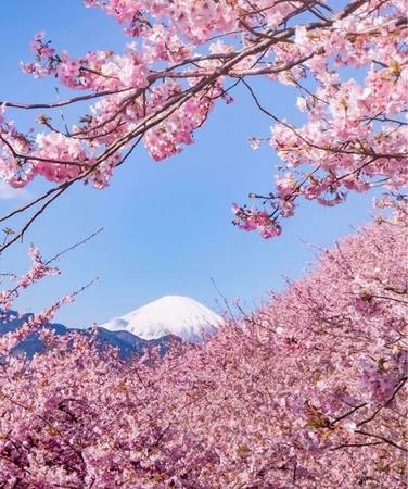 Những cây anh đào ở Kawazu lại đặc biệt hơn vì hoa nở sớm từ tháng 2.