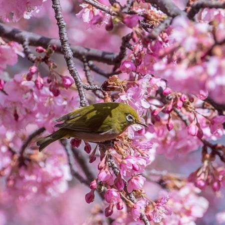 Những con chim mắt trắng Nhật thường xuất hiện trên các cây anh đào, nhấm nháp mật ngọt từ hoa và còn điểm xuyết cho vẻ đẹp của mùa xuân nơi đây.