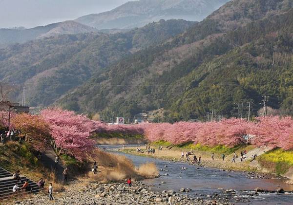 Hoa anh đào là một biểu tượng văn hóa đồng thời là hình ảnh đại diện nổi tiếng cho đất nước Nhật Bản.