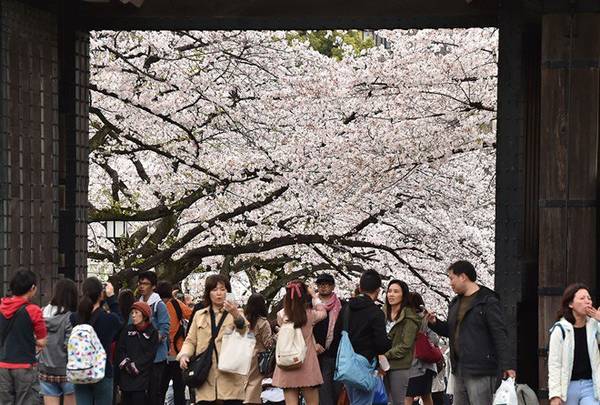 Du khách ngắm hoa ở Tokyo. Ảnh: Kazuhiro Nogi/AFP.