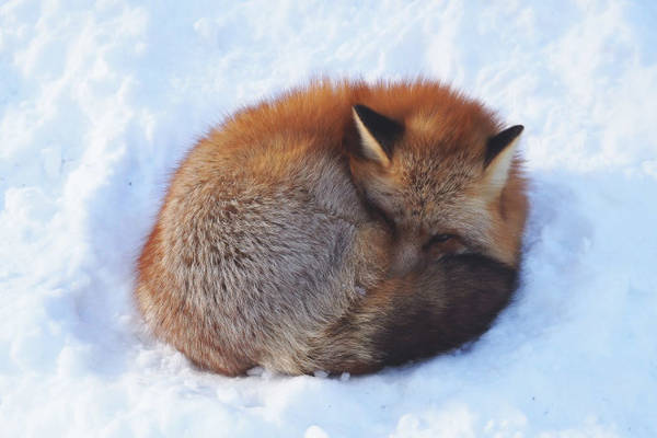 Một chú cáo ngủ yên bình trên nền tuyết trắng