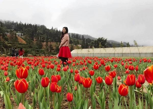 Vườn hoa Tulip mới xuất hiện ở cao nguyên Bắc Hà (Lào Cai) trở thành điểm du lịch hút khách.