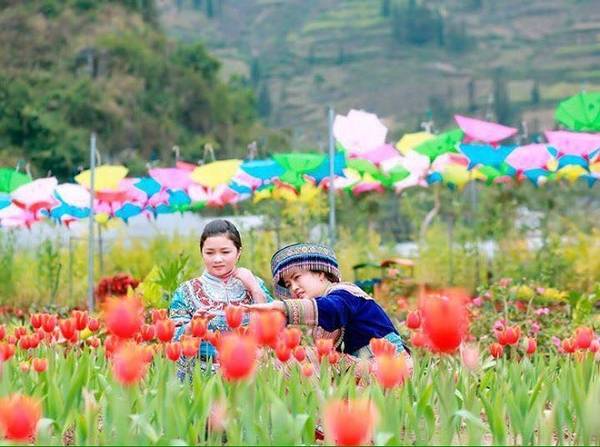 Vườn tulip nằm trong một thung lũng hoa, đón khách vào tham quan hàng ngày, giá 30.000 đồng một người. Ngoài ra bạn có thể thuê trang phục dân tộc, trang phục truyền thống các nước để chụp ảnh thêm sinh động.