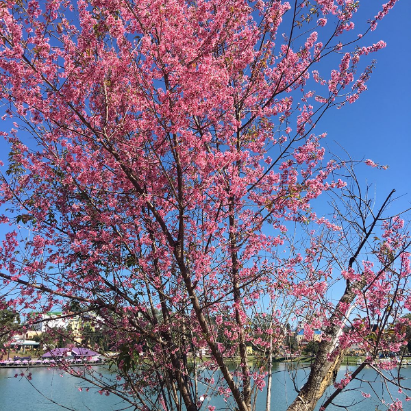 Hoa anh đào quanh bờ Hồ Xuân Hương. Ảnh: @nhavo91