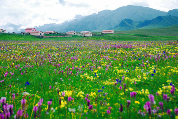 Đồng cỏ Narat với hàng triệu triệu bông hoa rực rỡ trải dài ngút ngát tầm mắt.