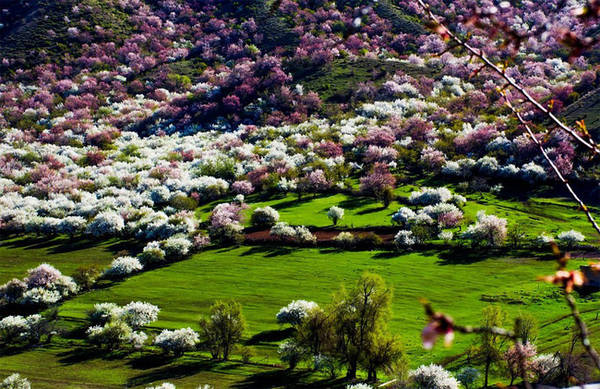 Du khách đến Tân Cương vào mùa xuân sẽ bị hút hồn bởi những thung lũng hoa mận màu hồng tuyệt đẹp như thế này. Thời điểm lý tưởng nhất để đến đây là vào khoảng giữa tháng 3 cho đến đầu tháng 4.