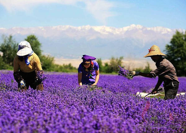 Thung lũng Y Lê của Tân Cương nổi tiếng là nơi sản xuất hoa oải hương, vì thế, cứ mỗi mùa hè cả vùng này lại được phủ một màu tím lãng mạn.