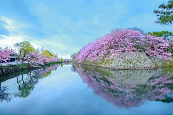 Du lịch Nhật Bản vào mùa hoa anh đào nở - iVIVU.com