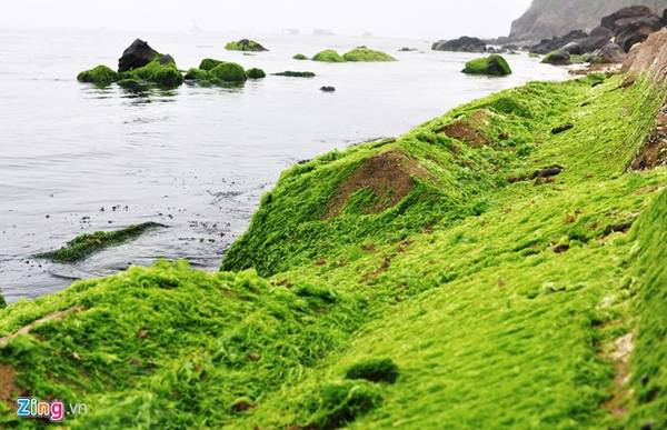 Bờ kè cùng bãi đá trầm tích núi lửa ven biển dệt thảm rêu xanh gần khu vực di tích Hang Cò (thôn Đông, xã An Vĩnh).