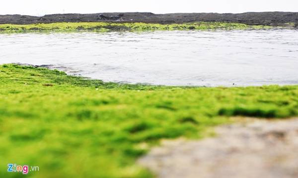 Rêu xanh bao phủ quanh bãi đá tạo hồ nước thiên nhiên hoang sơ ở đảo Lý Sơn.