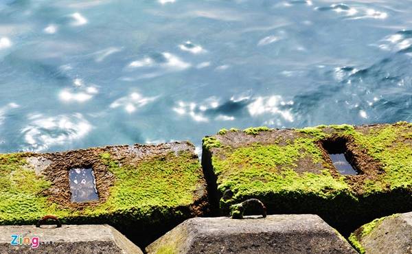 Những khối bê tông phủ xanh màu rêu nổi bật trong ánh nắng ban mai. Mùa rêu ở đảo Lý Sơn kéo dài từ tháng Giêng đến cuối tháng 3 Dương lịch hàng năm.