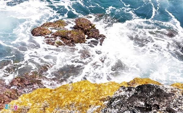 Mảng màu rêu trên bãi đá trầm tích núi lửa nổi bật theo từng đợt sóng biển xô bờ trắng xóa.