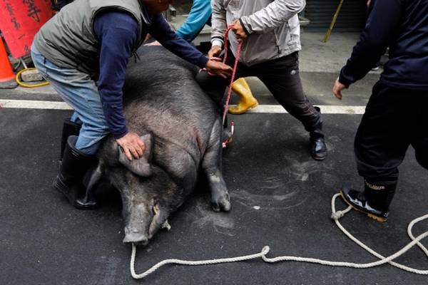 Lễ hội “lợn thần” ở Đài Loan mỗi năm thu hút hàng nghìn du khách tới tham gia và chứng kiến cảnh những con lợn đem đến thi thố bị xẻo thịt đưa đi diễu hành. Nguồn gốc lễ hội cho tới nay vẫn chưa rõ ràng, nhưng được cho là có từ thời người dân đại lục tới đảo Đài Loan. Họ vỗ béo lợn và làm lễ tế thần để cầu xin thần linh bảo vệ người dân khỏi thú dữ, tai ương và bệnh tật.