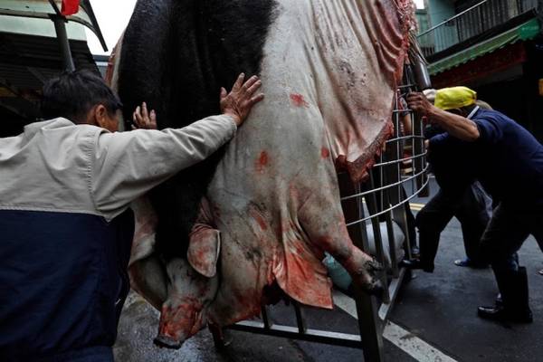 Cùng với những con lợn khác, con chiến thắng bị làm thịt trong lễ hiến tế tại một đền thờ đạo Lão. Chúng được làm lông, mổ phanh, căng lên khung kim loại, sau đó trang trí màu sắc và đưa đi diễu hành trên khắp đường phố của quận Sanxia.