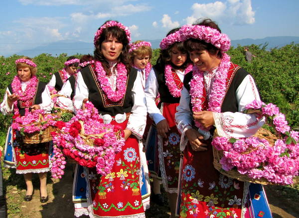 Hoa hồng mang nhiều lợi ích cho nền kinh tế Bulgaria. Ảnh: pinterest