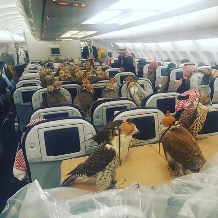 Độ chịu chơi còn thể hiện rõ trong các thành viên hoàng tộc khi hồi cuối tháng 1, một hoàng tử của Arab Saudi thuê nguyên chiếc máy bay của Quatar Airlines chỉ để chở 80 con chim ưng tới điểm đi săn. Ảnh: Pinterest.