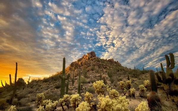 Sa mạc Sonoran nằm giữa biên giới Mexico và Mỹ, có cảnh quan tuyệt đẹp với những cây xương rồng khổng lồ, biểu tượng của miền Tây hoang dã. Ảnh: AP.