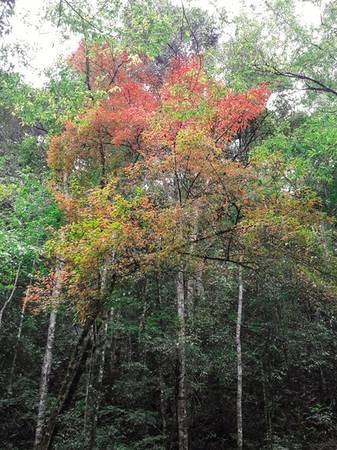 Cây lá đỏ giữa rừng xanh