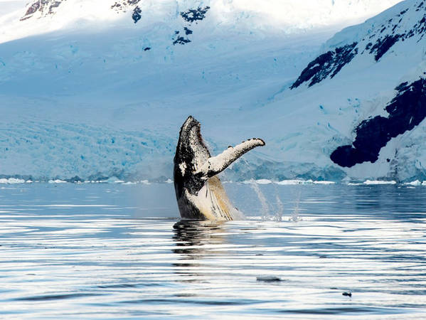 Bắt một chuyến tàu du lịch là cách tốt nhất để không chỉ ngắm dòng sông băng mà còn để có cơ hội được chiêm ngưỡng một chú cá voi lưng gù đang bơi lội trong làn nước của Alaska.