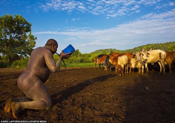  Bodi là bộ lạc sinh sống tại một thung lũng xa xôi ở Ethiopia. Mỗi năm, bộ lạc sẽ tổ chức lễ hội mang tên Kael như một nghi thức ăn mừng năm mới. Theo đó, mỗi gia đình cử ra một người đàn ông chưa vợ tham gia thử thách “nuôi bụng” kéo dài 6 tháng. Trong thời gian này, họ sẽ phải vỗ béo bằng máu bò, sữa tươi và kiêng hoàn toàn “chuyện ấy”. Người đàn ông sở hữu vòng bụng lớn nhất sẽ nhận danh hiệu người quyến rũ nhất, hấp dẫn mọi phụ nữ trong bộ lạc.