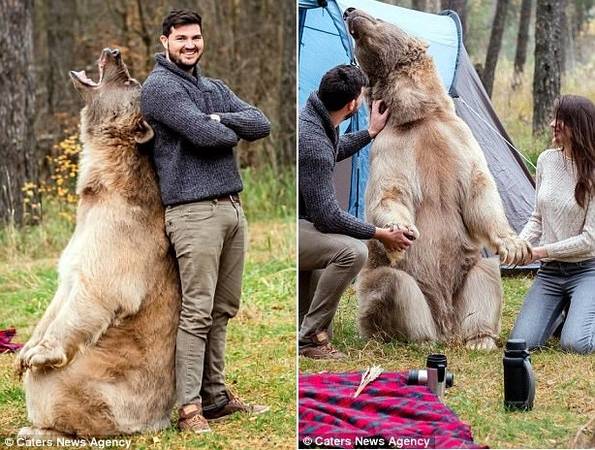 Chú gấu xám to lớn này đã quen tiếp xúc với con người do được một gia đình ở Nga nuôi từ nhỏ. Stepan hiền lành như một chú chó nhưng vẫn là loài săn mồi, do đó một nhà huấn luyện luôn theo sát buổi chụp ảnh.