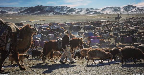 Những gia đình du mục lùa đàn gia súc lạc đà, dê bò, cừu, ngựa từ phía đông vượt dãy Altai sang phía tây để tránh bão tuyết, gió lạnh và tìm kiếm đồng cỏ xanh, giàu dinh dưỡng. Mỗi người thợ săn Kazakh có vai trò giữ cho đàn ổn định và không bị thất lạc.