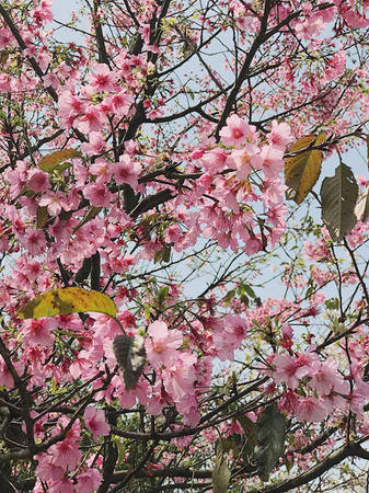Đưa Đài Loan vào danh sách phải chinh phục năm nay, Chang Mi lên kế hoạch tới địa điểm đang rất hot này đúng mùa hoa anh đào nở. Thời tiết những ngày tháng 3 khá thuận lợi cho việc ngắm hoa anh đào dưới ánh nắng chan hòa của thành phố Đài Bắc.