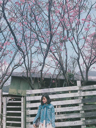 Địa điểm đầu tiên mà cô nàng 9X lựa chọn đó là vườn quốc gia Yangmingshan - môt trong những nơi tuyệt nhất để ngắm hoa anh đào ở Đài Loan. Chang Mi chia sẻ: "Nếu đến Đài Bắc vào mùa xuân - mùa của hoa anh đào - các bạn không nên bỏ qua địa điểm Yangmingshan. Đây là vườn quốc gia vô cùng rộng lớn, cảnh sắc, khí hậu, núi rừng rất thích. Đứng thở thôi mà thấy như phổi sạch hẳn ra".