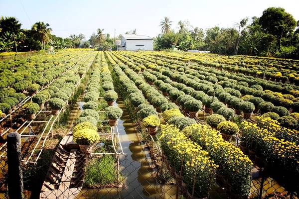 Vườn hoa Tân Quý Đông, vựa hoa lớn nhất miền Tây Nam Bộ. Ảnh: An Huỳnh.