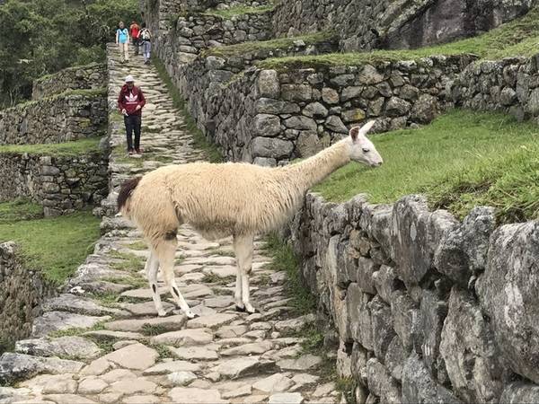 Những "cư dân" duy nhất được phép đi lại thoải mái tại Machu Picchu là loài lạc đà không bướu alpaca. Chúng là những con vật đáng yêu, thân thiện và ngoan ngoãn, chúng có thể đi cả đàn hoặc đi riêng lẻ.