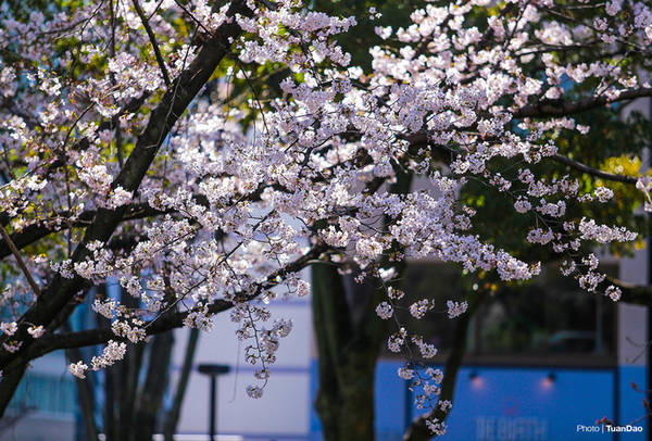 Hoa anh đào ở Nhật Bản có nhiều loại, có thể màu trắng hoặc màu hồng. 