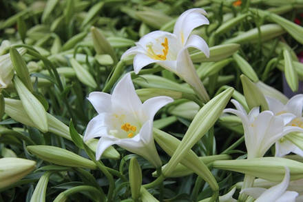 Khác với giá hoa bán lẻ ngoài tuyến phố, tại chợ Hoa Quảng Bá, giá hoa dao động từ 25 đến 30.000 đồng/bó 10 bông.