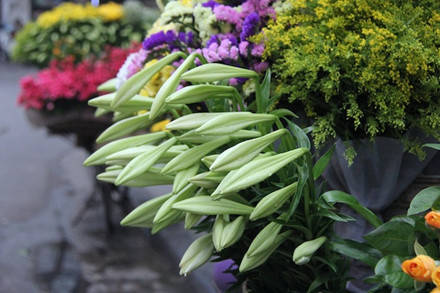 Hoa loa kèn được trồng vào tháng 9, tháng 10 nhưng phải chờ đến tháng tư năm sau mới được thu hoạch. Hoa giống kèn ta nhỏ bông hơn và ngắn hơn kèn tây.