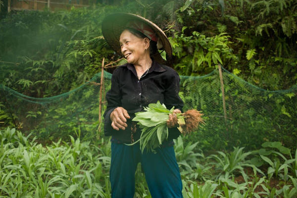  Bà còn chăm sóc khu vườn trồng chè, húng, mâm xôi, cà và nhiều loại rau khác.