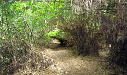 Suối và rừng tre nứa là hình ảnh thường thấy trên đường vào thác. Ảnh: Hoàng Huế