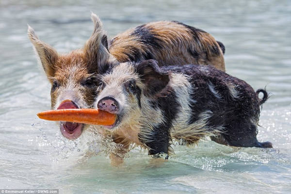 Emmanuel Keller, 39 tuổi, du khách đến từ Thụy Sĩ, đã ghi lại khoảnh khắc độc đáo trên đảo Lợn ở quần đảo Bahamas. Trong đó, hai chú lợn đang tranh giành một củ cà rốt.
