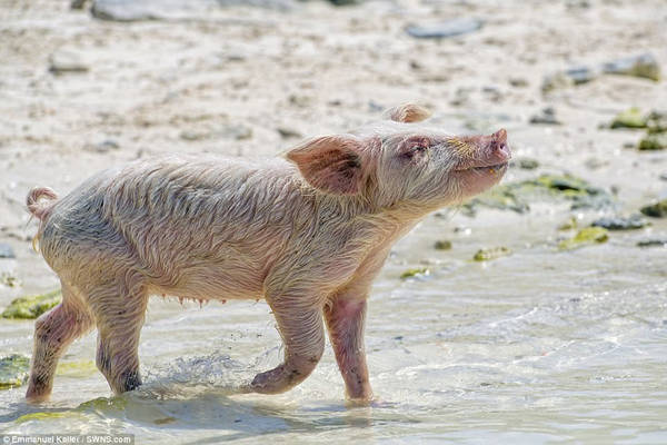 Một chú lợn con trên hoang đảo.