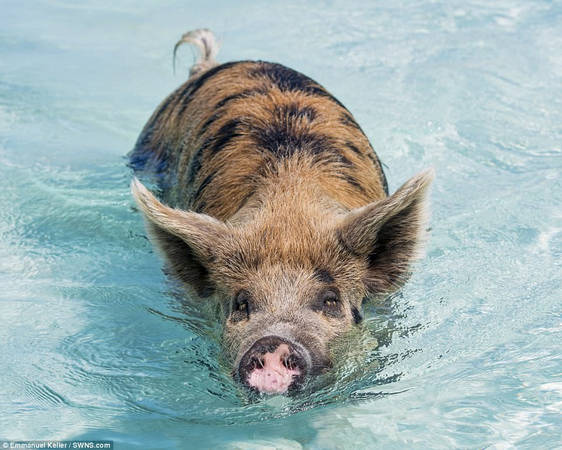 Không ai biết rõ nguồn gốc của đàn lợn trên hòn đảo không người sinh sống thuộc huyện đảo Exuma. Đàn lợn có khoảng 20 con trưởng thành và lợn con.