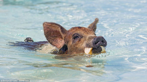 Con lợn này cố gắng giữ miếng bánh mì không tan ra khi bơi vào bờ.