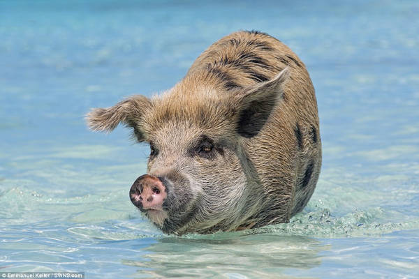 Đàn lợn dành phần lớn thời gian tìm thức ăn dưới nước và cũng để làm mát cơ thể dưới ánh nắng gay gắt.