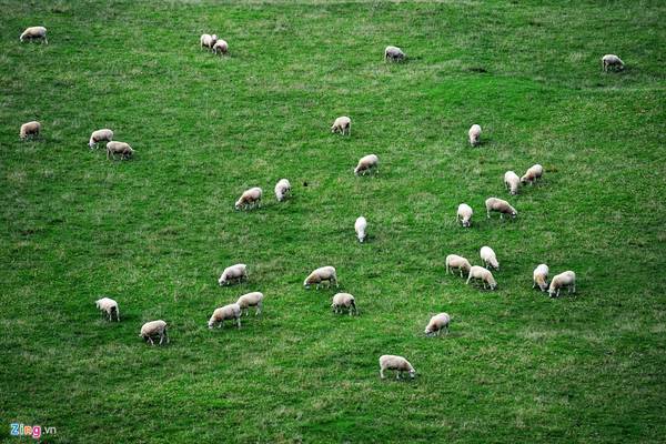Tại các vùng thảo nguyên ở Auckland, du khách có thể ngắm những đàn cừu nhởn nhơ trên đồng cỏ. New Zealand là một trong số ít quốc gia nuôi nhiều cừu nhất thế giới. Ước tính hiện nay có hơn 40 triệu con cừu trong các 