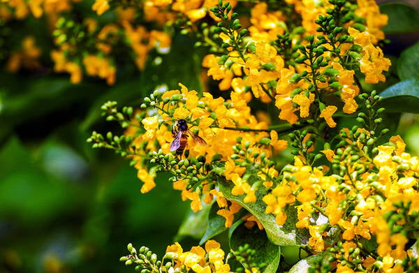Hoa nở thu hút nhiều côn trùng đến hút mật và phấn hoa. Vào mùa hoa nở, những con phố như thay áo mới với sắc vàng đặc trưng. Màu này tồn tại trong khoảng 2 tuần rồi nhạt dần.