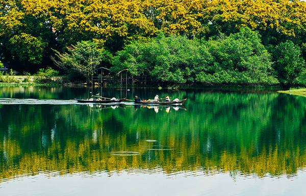 Bên dòng sông Tam Kỳ, những hàng cây mọng nước soi bóng xuống lòng sông tạo nên một bức tranh nhiều màu sắc. Sưa được người dân trồng để bảo vệ đất, chống sạt lở.
