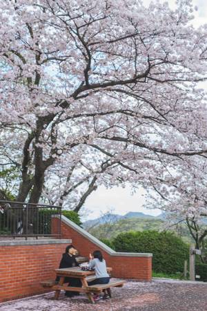 Hoa anh đào ở công viên Handayama - công viên nổi tiếng nhất tỉnh Okyama. (Ảnh: Tân Ỉn)