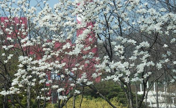 Mộc lan cũng được coi là một loài hoa không thể thiếu trên những nẻo đường của Hàn Quốc. Với sắc trắng tinh khôi, những bông mộc lan to như hoa gạo của Việt Nam càng làm cho Hàn Quốc đẹp lộng lẫy, đầy sắc màu