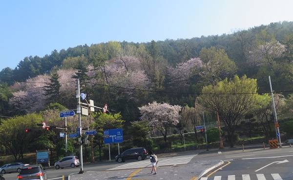 Một điều khác biệt rõ rệt giữa hoa đào Việt Nam và hoa anh đào Hàn Quốc đó là loài hoa tuyệt đẹp nơi xứ Hàn thường nở từng chùm chĩu chịt, sau khi hoa tàn, mầm lá mới nảy. Vì thế, khi mùa hoa nở rộ, cả Hàn Quốc như trở nên huyền ảo hơn với sắc hồng sắc trắng phủ kín mọi con đường đất nước Kim Chi