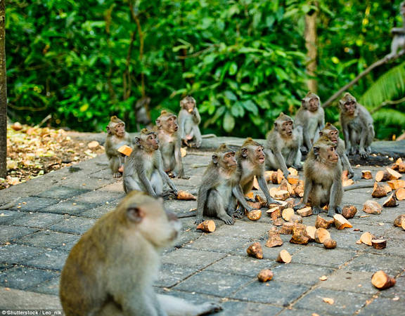 Rừng khỉ Ubud, Bali (Indonesia), là nơi sinh sống của hơn 600 con khỉ. Trong rừng có nhiều ngôi đền Hindu cổ xưa được xây dựng từ những năm 1350. Đây là điểm đến rất thu hút du khách ở Indonesia. Ảnh: Shutterstock/Leo_nik.