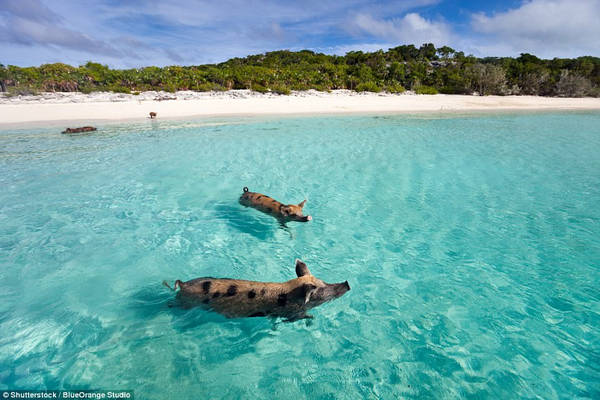  Trên một hòn đảo nhỏ không có người ở Bahamas có những chú lợn đốm tự do sinh sống. Du khách có thể đến khu vực này bằng thuyền để cho những con lợn ăn và chơi với chúng. Ảnh: Shutterstock/BlueOrange Studio.